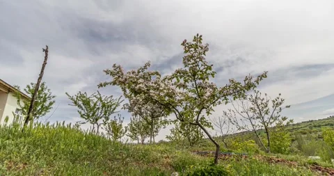 Spring is coming Stock Footage 241330608