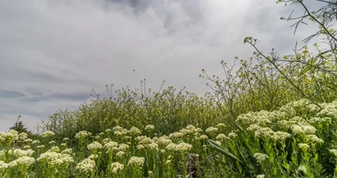 Spring is coming Stock Footage 241330869