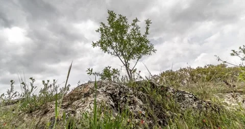 Spring is coming Stock Footage 241331240