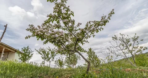 Spring is coming Stock Footage 241331463
