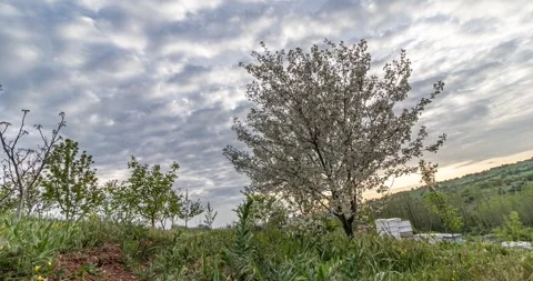 Spring is coming Stock Footage 241331842