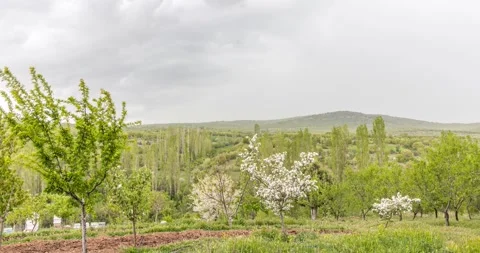 Spring is coming Stock Footage 241331972