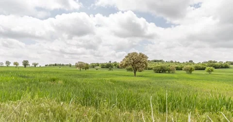 Spring is coming Stock Footage 241332007