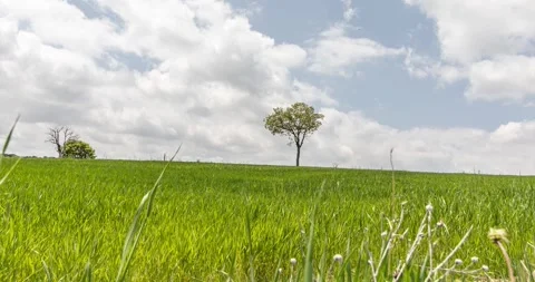 Spring is coming Stock Footage 241332201