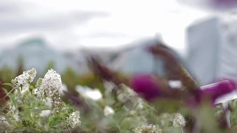 Spring is coming with lavander Stock Footage 122832532