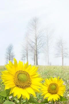 Spring is coming 스톡 사진