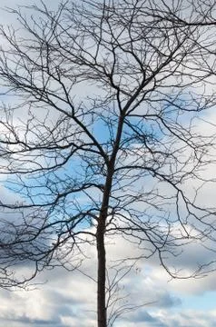 Spring is coming Stock Photos