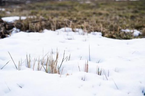 Spring is coming Stock Photos