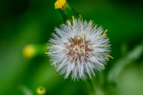 Spring is coming Stock Photos