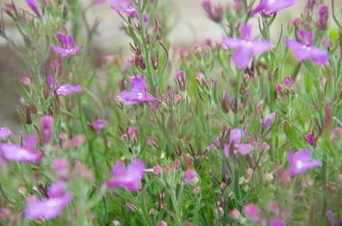 Spring is coming Stock Photos