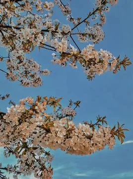 Spring is coming Stock-Fotos