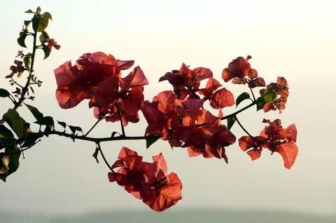 Spring is coming Stock Photos