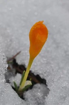 Spring is coming Stock Photos