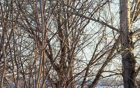 Spring is coming. Spring sunlight on tree branches. The background with branches Stock Photos