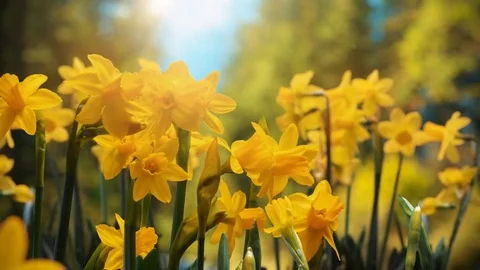 Spring is coming timelapse 	spring snowflakes Видео 85345868
