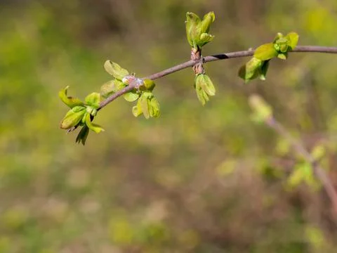 Spring is coming. Tree branch with buds growing on a blurred background Stock Photos