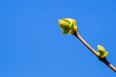 Spring is coming. tree branch with buds growing against a blue sky. Stock Photos