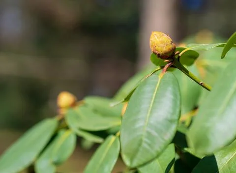 Spring is coming. Tree branch with buds growing on a blurred background Stock Photos