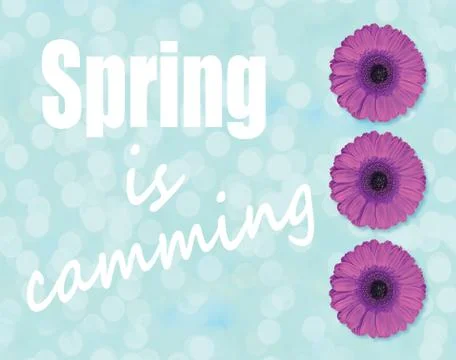 Spring is comming and purple Gerbera flower blossom on light blue background Stock Photos