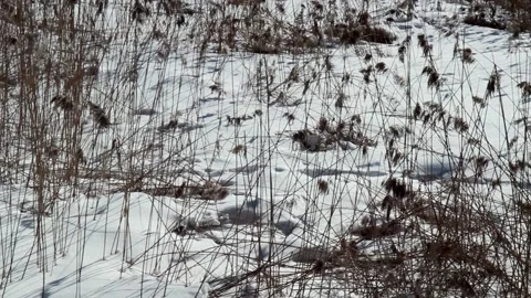 Spring comming Vídeos de archivo 235661130