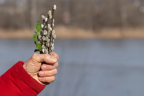 Spring composition with blooming willow twigs.Concept of the beginning of spr Stock Photos