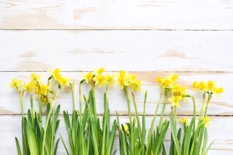 Spring composition with daffodils against a background of white boards Stock Photos