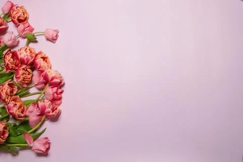 Spring composition. Delicate yellow tulips rose background Foto stock