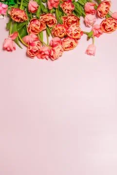 Spring composition. Delicate yellow tulips rose background Stock Photos