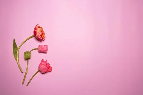 Spring composition. Delicate yellow tulips rose background Stock Photos