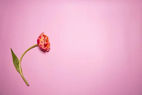 Spring composition. Delicate yellow tulips rose background Stock Photos