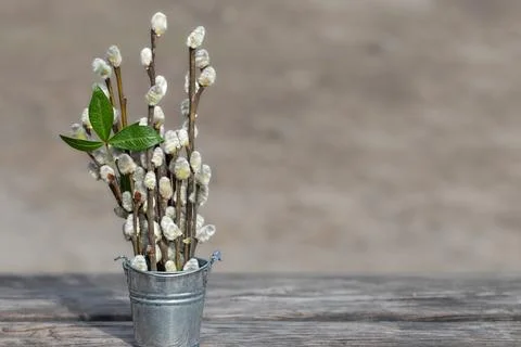 Spring composition with flowering willow branches. Easter background or con.. Stock Photos