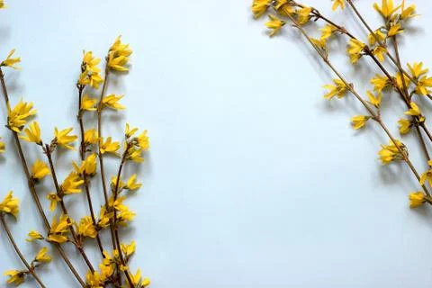 Spring composition of forsythia on a blue background. Stock Photos