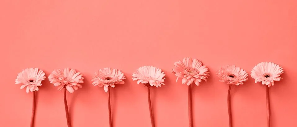 Spring composition pattern from fresh fragrant gerberas in a color of Living Stock Photos