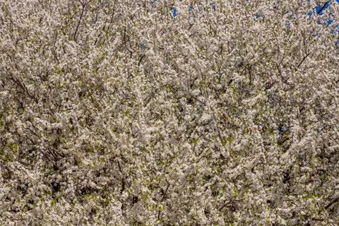 Spring composition. Stock Photos