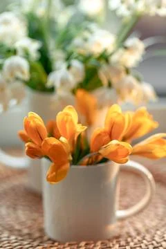 Spring composition with snowdrops and crocuses, close up. Stock Photos