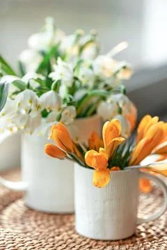 Spring composition with snowdrops and crocuses, close up. Stock Photos