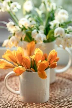 Spring composition with snowdrops and crocuses, close up. Stock Photos