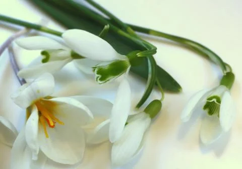 Spring Composition: Snowdrops and white Crocus, detail, close-up Stock Photos