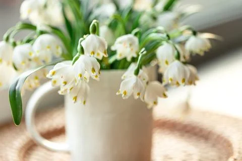 Spring composition with snowdrops in a cup, close-up. Stock Photos