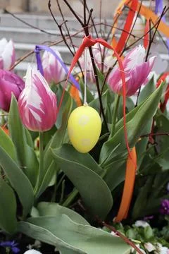 Spring composition with tulips Stock Photos