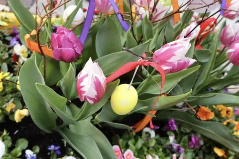 Spring composition with tulips, Stock Photos