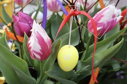 Spring composition with tulips Stock Photos