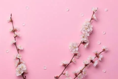 Spring composition of the twigs of flowering trees on a pink paper background. Stock Photos