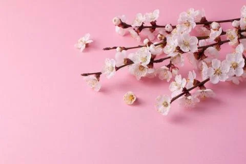 Spring composition of the twigs of flowering trees on a pink paper background Stock Photos