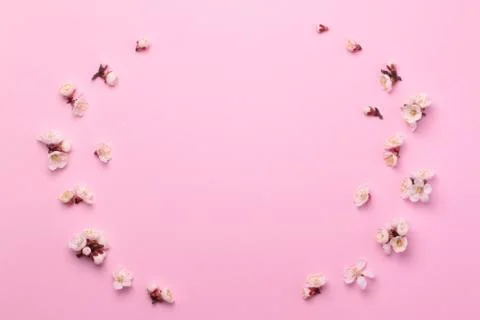 Spring composition of white flowers on a pink paper background. Stock Photos