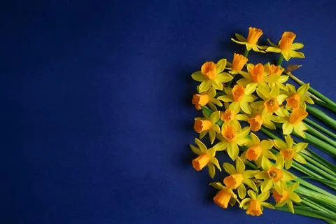 Spring composition. Yellow flowers daffodil on blue background. Mother's da.. Stock Photos