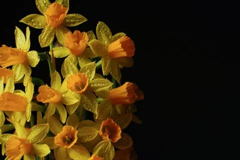 Spring composition. Yellow flowers daffodil with water drops Stockfoto's