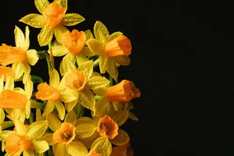 Spring composition. Yellow flowers daffodil with water drops Stock Photos