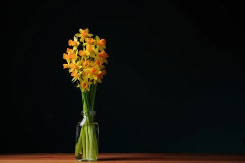 Spring composition. Yellow flowers daffodil Stock Photos