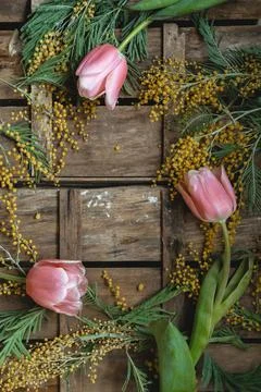 Spring composition with yellow mimosa and pink tulips Stock Photos